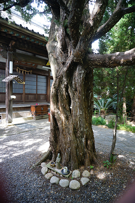 龍台院のイブキ