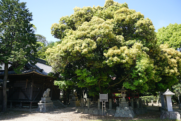 神明社の大シイ