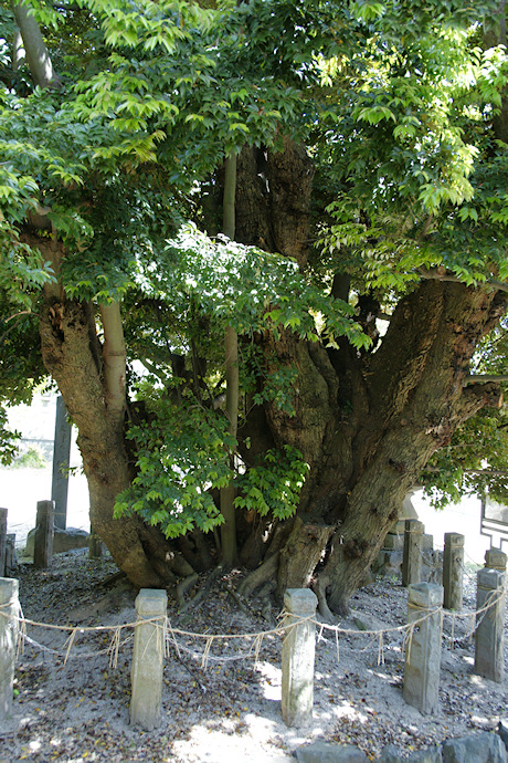 神明社の大シイ