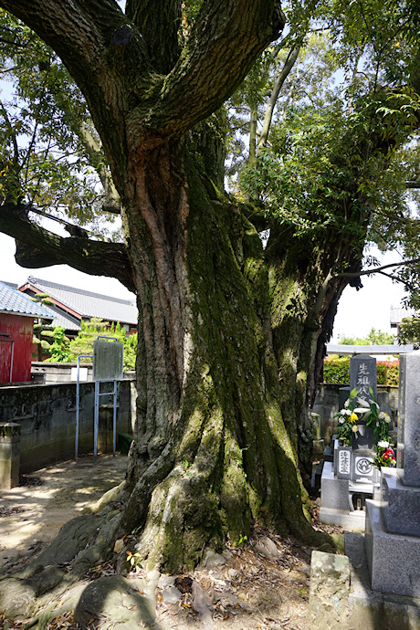 信照寺のシイ