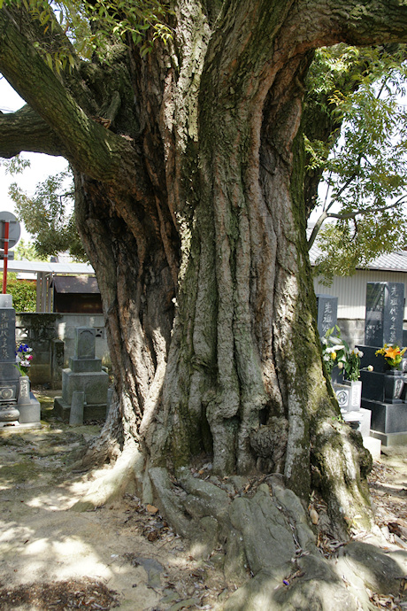 信照寺のシイ