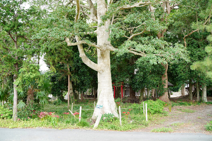 塩釜神社のクロガネモチ