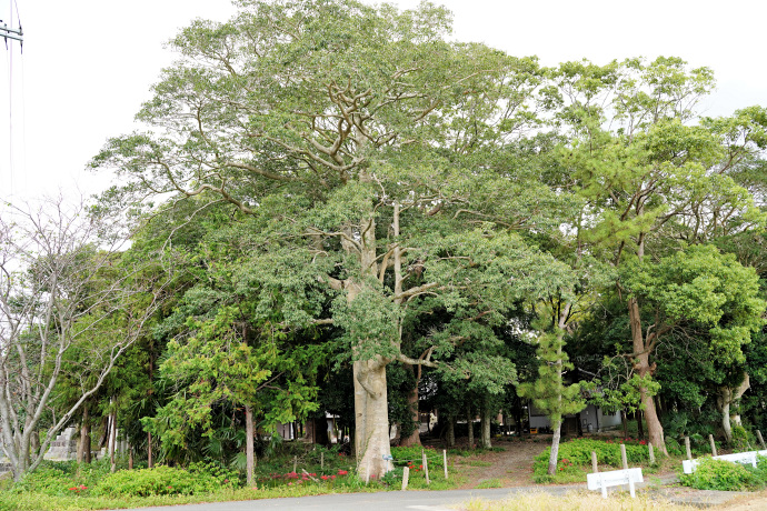 塩釜神社のクロガネモチ