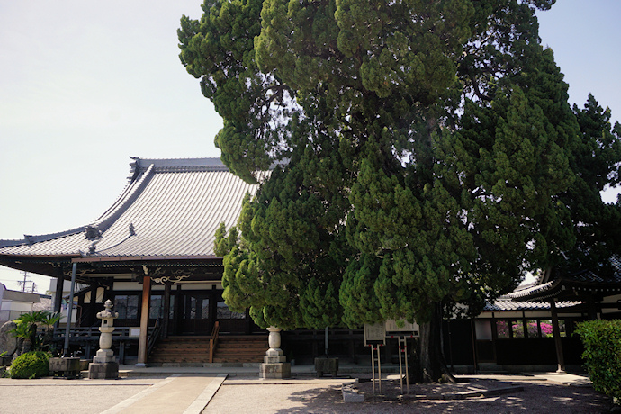 聖運寺のイブキ