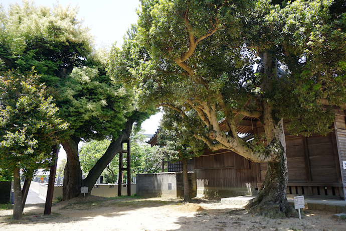 素盞鳴神社のシイノキ・ヤマモモ