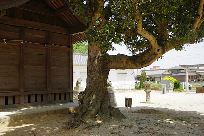 素盞鳴神社のヤマモモ