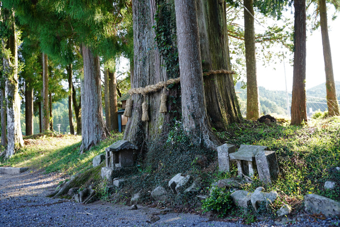 高里十二所神社のスギ