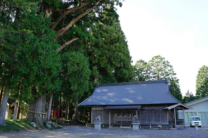 高里十二所神社のスギ