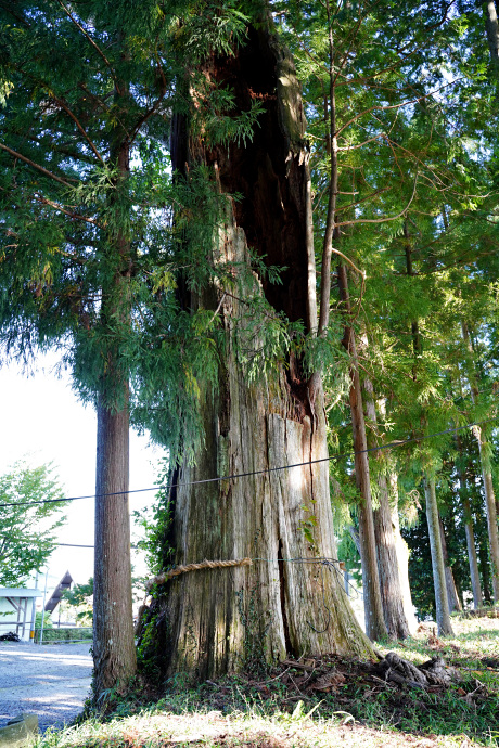 高里十二所神社のスギ