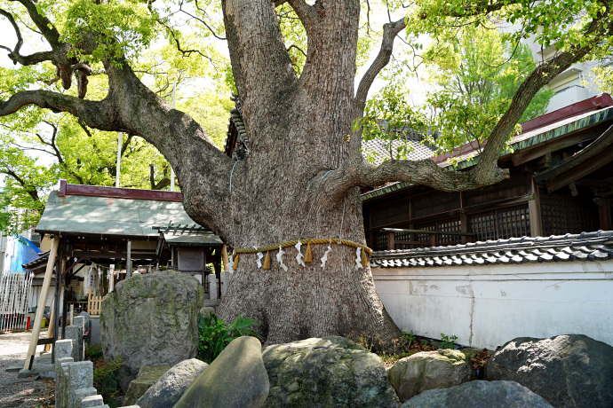 田光八幡社の楠