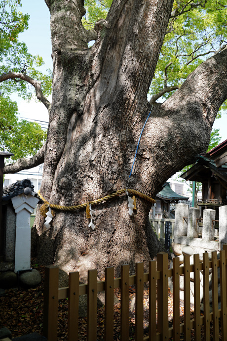 田光八幡社の楠