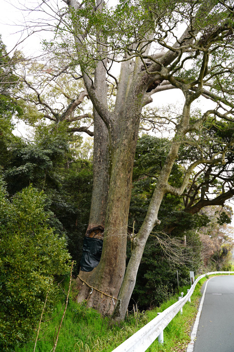 砥鹿神社のケヤキ