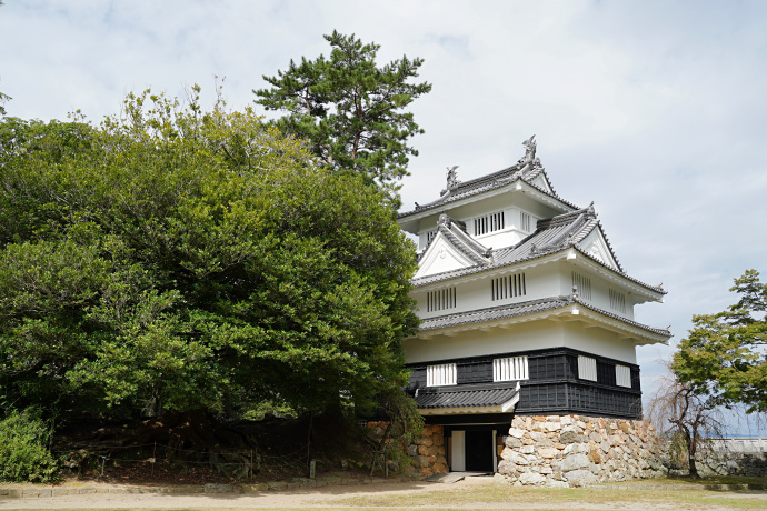 豊橋公園のイスノキ