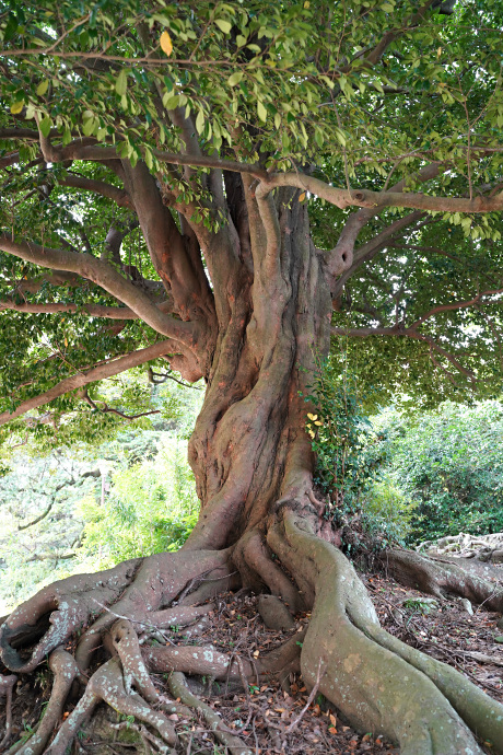 豊橋公園のイスノキ