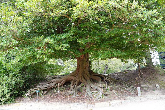 豊橋公園のイスノキ