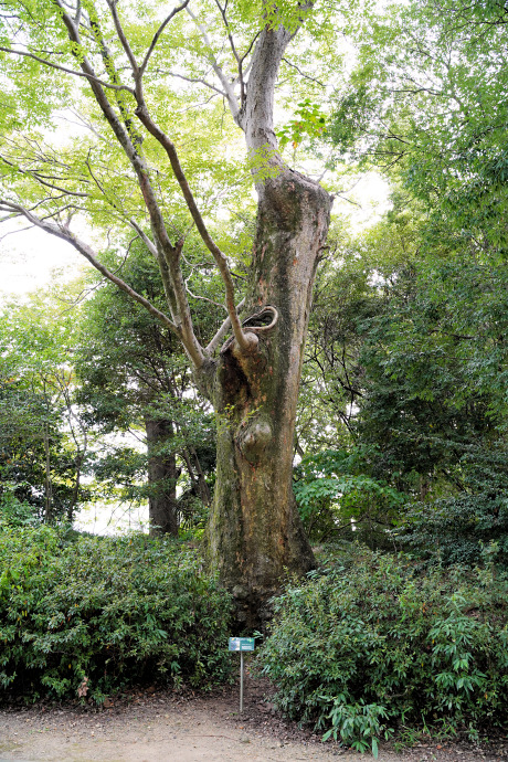 豊橋公園のケヤキ２