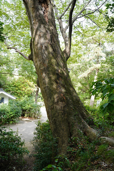 豊橋公園のケヤキ２