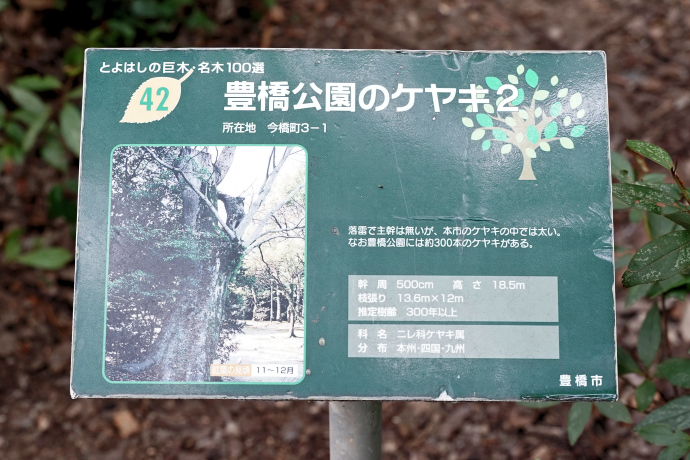 豊橋公園のケヤキ２