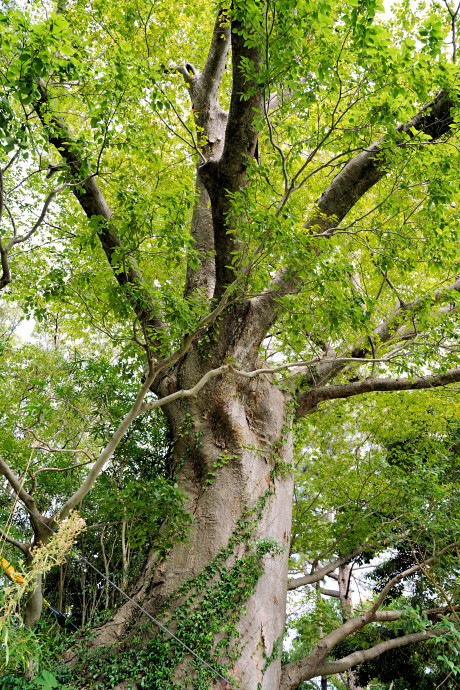 豊橋公園のケヤキ３