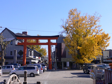 津島神社のイチョウ