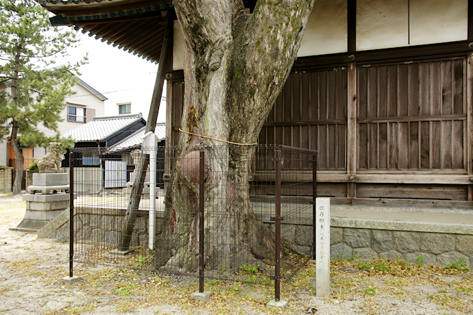 津島社のムクノキ