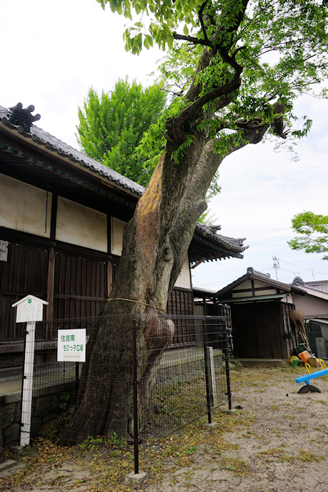 津島社のムクノキ