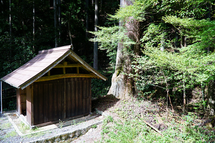 若宮八幡社本殿と大杉