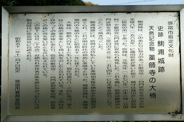 薬師寺の大楠説明板