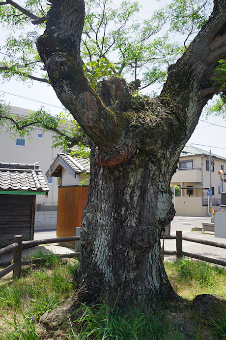 米津のセンダン