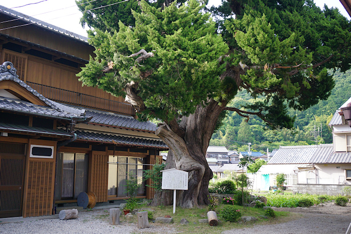 有馬の大イブキ