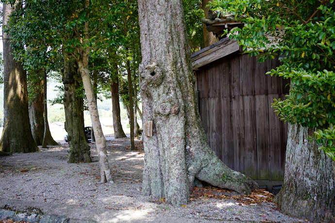 有間野神社のオオツクバネガシ