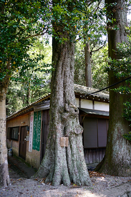 有間野神社のオオツクバネガシ