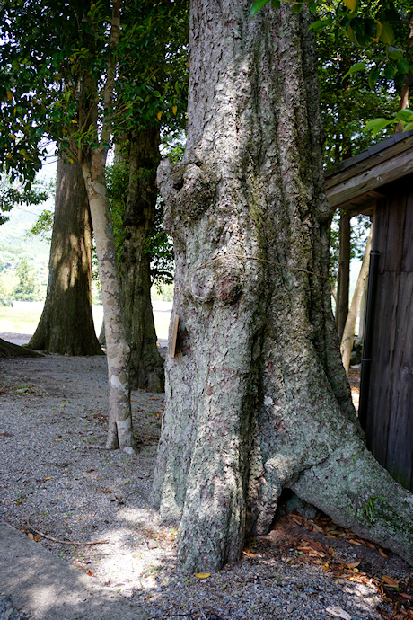 有間野神社のオオツクバネガシ