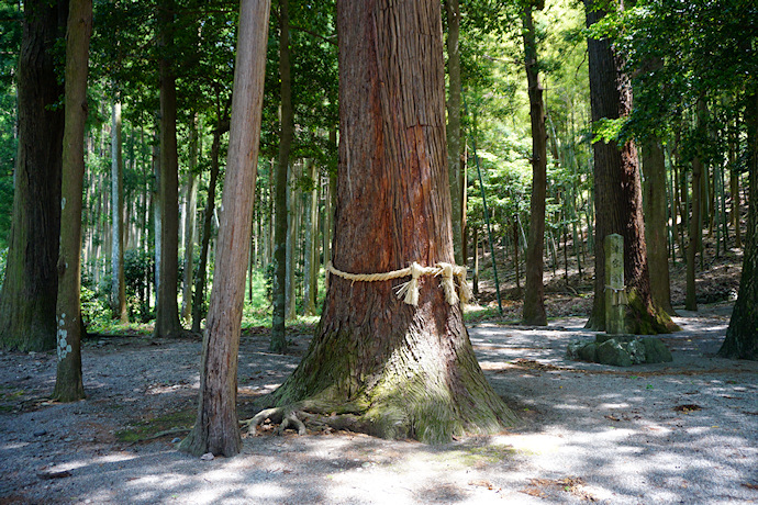 有間野神社のスギ