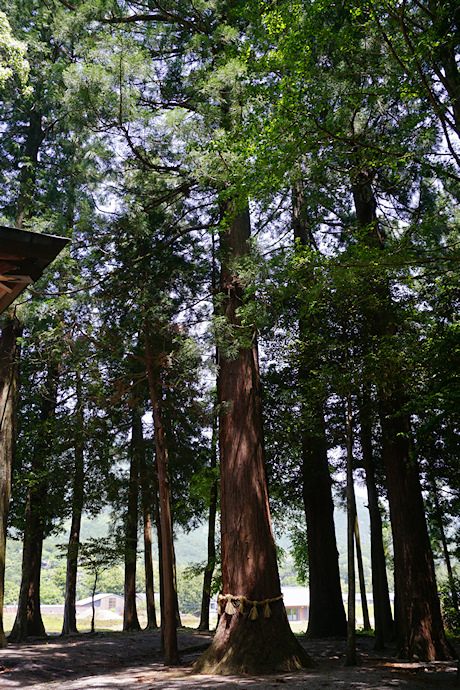 有間野神社のスギ