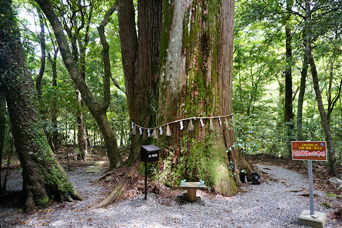 飛鳥神社の四本杉