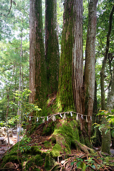 飛鳥神社の四本杉