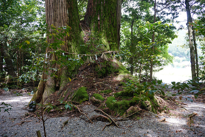 飛鳥神社の四本杉