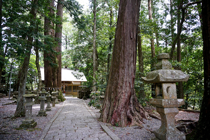 飛鳥神社社叢