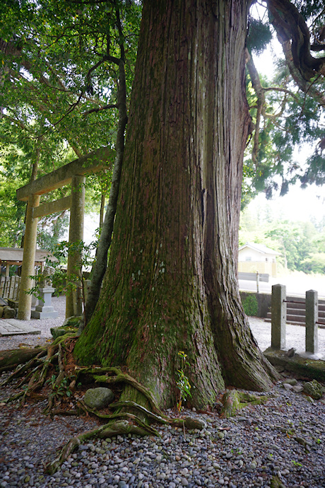 鳥居横の大杉