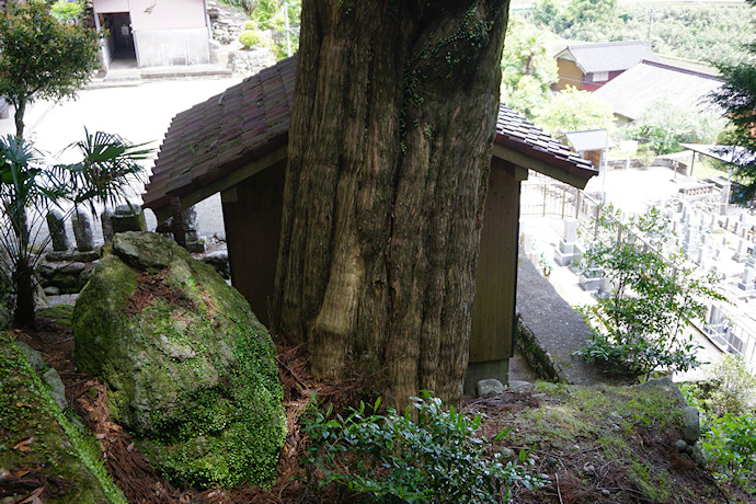 長泉寺のカヤ