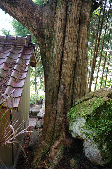 長泉寺のカヤ