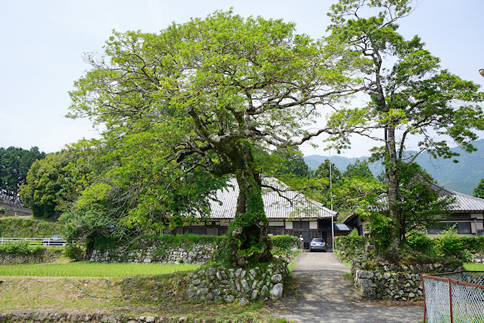 長徳寺のクロガネモチ