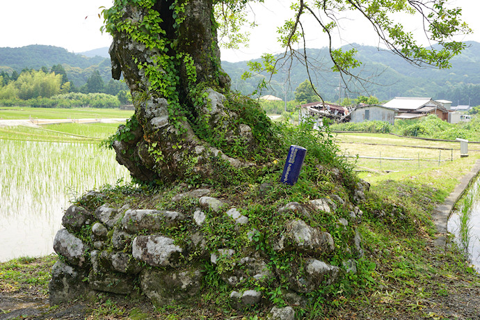 長徳寺のクロガネモチ