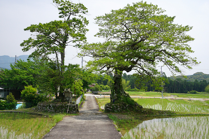 長徳寺のクロガネモチ