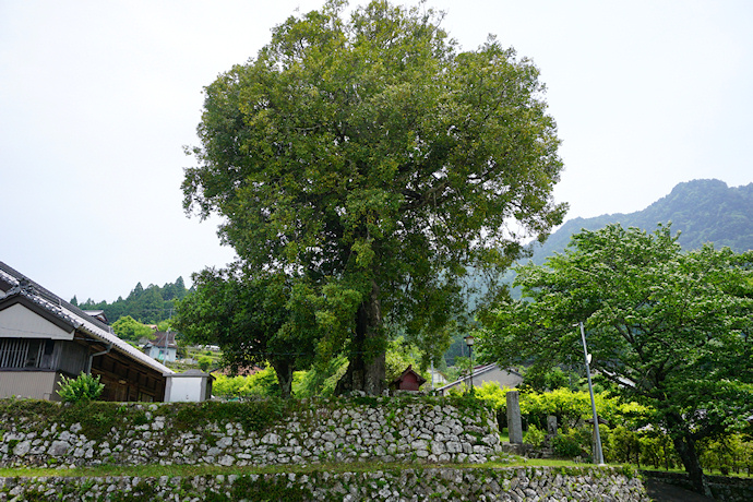 長全寺のナギの木