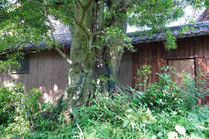 中山寺のモッコク