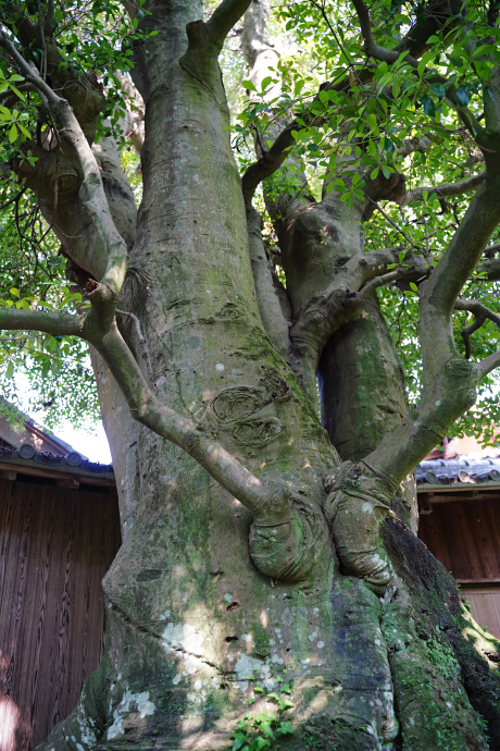 中山寺のモッコク