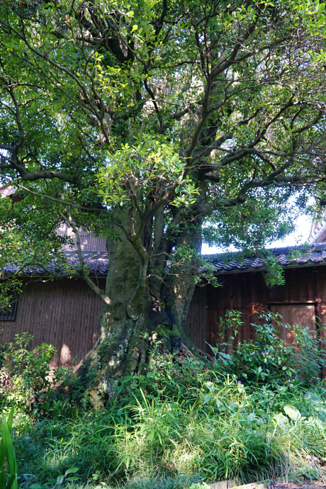 中山寺のモッコク