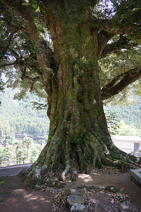 大淵寺のスダジイ